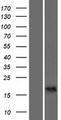 CALML6 Protein - Western validation with an anti-DDK antibody * L: Control HEK293 lysate R: Over-expression lysate