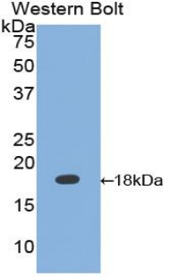 Calmodulin Antibody - Western blot of recombinant Calmodulin.  This image was taken for the unconjugated form of this product. Other forms have not been tested.