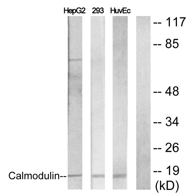 Calmodulin Antibody - Western blot analysis of lysates from NIH/3T3 cells, using Calmodulin Antibody. The lane on the right is blocked with the synthesized peptide.