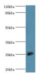 Calneuron-1 / CALN1 Antibody - Western blot. All lanes: CALN1 antibody at 2 ug/ml+mouse brain tissue. Secondary antibody: Goat polyclonal to rabbit at 1:10000 dilution. Predicted band size: 25 kDa. Observed band size: 25 kDa.  This image was taken for the unconjugated form of this product. Other forms have not been tested.