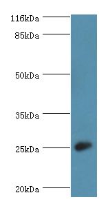 Calneuron-1 / CALN1 Antibody - Western blot. All lanes: CALN1 antibody at 2 ug/ml+mouse brain tissue. Secondary antibody: Goat polyclonal to rabbit at 1:10000 dilution. Predicted band size: 25 kDa. Observed band size: 25 kDa.  This image was taken for the unconjugated form of this product. Other forms have not been tested.
