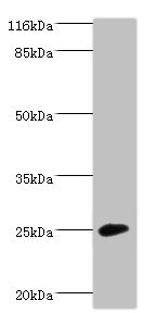 Calneuron-1 / CALN1 Antibody - Western blot All lanes: CALN1 antibody at 2µg/ml + Mouse brain tissue Secondary Goat polyclonal to rabbit IgG at 1/10000 dilution Predicted band size: 25, 30 kDa Observed band size: 25 kDa