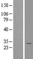 Calneuron-1 / CALN1 Protein - Western validation with an anti-DDK antibody * L: Control HEK293 lysate R: Over-expression lysate