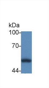 CALR / Calreticulin Antibody - Western Blot; Sample: Human HL60 cell lysate; Primary Ab: 2µg/mL Rabbit Anti-Human CRT Antibody Second Ab: 0.2µg/mL HRP-Linked Caprine Anti-Rabbit IgG Polyclonal Antibody