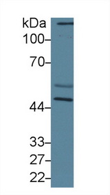 CALR / Calreticulin Antibody - Western Blot; Sample: Mouse Cerebrum lysate; Primary Ab: 2µg/ml Rabbit Anti-Human CRT Antibody Second Ab: 0.2µg/mL HRP-Linked Caprine Anti-Rabbit IgG Polyclonal Antibody