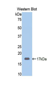 CALR / Calreticulin Antibody - Western blot of recombinant CALR / Calreticulin.  This image was taken for the unconjugated form of this product. Other forms have not been tested.