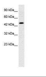 CALR / Calreticulin Antibody - HepG2 Cell Lysate.  This image was taken for the unconjugated form of this product. Other forms have not been tested.