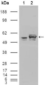 CALR / Calreticulin Antibody - Western Blot: Calreticulin Antibody (1G6A7) - Western blot analysis using Calreticulin mouse mAb against HEK293T cells transfected with the pCMV6-ENTRY control (1) and pCMV6-ENTRY Calreticulin cDNA (2).