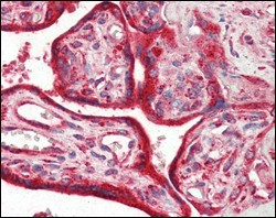 CALR / Calreticulin Antibody - Immunohistochemistry-Paraffin: Calreticulin Antibody (1G6A7) - Immunohistochemical analysis of paraffin-embedded human placenta tissues using anti-Calreticulin mAb.