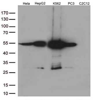 CALR / Calreticulin Antibody - Western blot analysis of extracts. (35ug) from 5 different cell lines by using anti-CALR monoclonal antibody. (1:500)