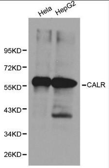 CALR / Calreticulin Antibody - Western blot of CALR pAb in extracts from Hela and HepG2 cells.