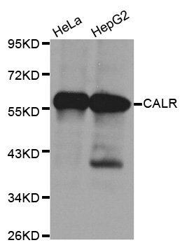 CALR / Calreticulin Antibody - Western blot analysis of HeLa cell and HepG2 cell lysate.