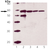 CALR / Calreticulin Antibody - Western blot of Calreticulin pAb: Lane 1: MW marker, Lane 2: 50 ng Calreticulin, Lane 3: HeLa, Lane 4: 3T3, Lane 5: PC12.
