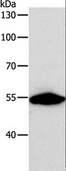 CALR / Calreticulin Antibody - Western blot analysis of NIH/3T3 cell, using CALR Polyclonal Antibody at dilution of 1:800.