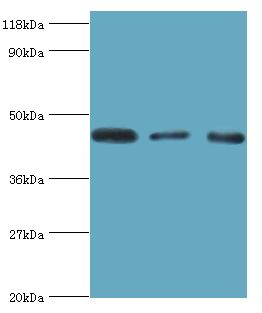 CALR3 Antibody - Western blot. All lanes: Calreticulin-3 antibody at 4 ug/ml. Lane 1: HeLa whole cell lysate. Lane 2: HepG2 whole cell lysate. Lane 3: rat gonad tissue. secondary Goat polyclonal to rabbit at 1:10000 dilution. Predicted band size: 45 kDa. Observed band size: 45 kDa.