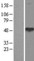 CALR3 Protein - Western validation with an anti-DDK antibody * L: Control HEK293 lysate R: Over-expression lysate