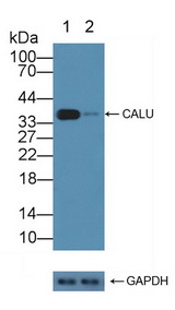 CALU / Calumenin Antibody - Knockout Varification: Lane 1: Wild-type Jurkat cell lysate; Lane 2: CALU knockout Jurkat cell lysate; Predicted MW: 37kd Observed MW: 37kd Primary Ab: 3µg/ml Rabbit Anti-Human CALU Antibody Second Ab: 0.2µg/mL HRP-Linked Caprine Anti-Rabbit IgG Polyclonal Antibody