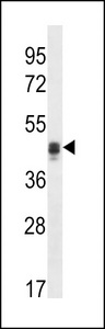 CALU / Calumenin Antibody - CALU Antibody western blot of NCI-H292 cell line lysates (35 ug/lane). The CALU antibody detected the CALU protein (arrow).