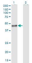 CALU / Calumenin Antibody - Western Blot analysis of CALU expression in transfected 293T cell line by CALU monoclonal antibody (M02), clone 6C8.Lane 1: CALU transfected lysate (Predicted MW: 37.1 KDa).Lane 2: Non-transfected lysate.