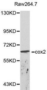 CALU / Calumenin Antibody - Western blot of cox2 pAb in extracts from Raw264.7 cells.