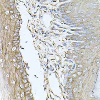 CALU / Calumenin Antibody - Immunohistochemistry of paraffin-embedded mouse skin tissue.