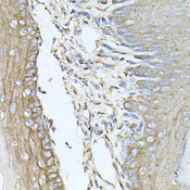 CALU / Calumenin Antibody - Immunohistochemistry of paraffin-embedded mouse skin tissue.