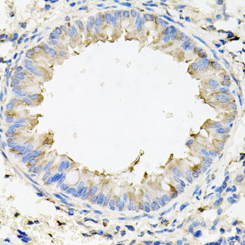 CALU / Calumenin Antibody - Immunohistochemistry of paraffin-embedded mouse lung tissue.