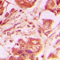 CALU / Calumenin Antibody