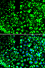 CALU / Calumenin Antibody - Immunofluorescence analysis of HeLa cells using CALU antibody. Blue: DAPI for nuclear staining.
