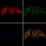 CALU / Calumenin Antibody - Staining HeLa cells by IF/ICC. The samples were fixed with PFA and permeabilized in 0.1% Triton X-100, then blocked in 10% serum for 45 min at 25°C. Samples were then incubated with primary Ab(1:200) and mouse anti-beta tubulin Ab(1:200) for 1 hour at 37°C. An AlexaFluor594 conjugated goat anti-rabbit IgG(H+L) Ab(1:200 Red) and an AlexaFluor488 conjugated goat anti-mouse IgG(H+L) Ab(1:600 Green) were used as the secondary antibod