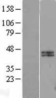 CALU / Calumenin Protein - Western validation with an anti-DDK antibody * L: Control HEK293 lysate R: Over-expression lysate