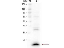 Camelid VhH Ig Antibody - Western Blot of rabbit anti-VhH Antibody. Lane 1: Hela whole cell lysate spiked with VhH single-domain antibody. Load: 10 µg lysate with 25 ng VhH. Primary antibody: Rabbit anti-VhH Antibody at 1:1,000 o/n at 4°C. Secondary antibody: HRP Gt-a-Rb IgG at 1:40,000 for 30 min at RT. Block: MB-070 for 30 min at RT. Predicted/Observed size: 15 kDa, 15 kDa for VhH.