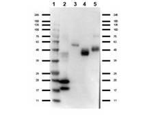Camelid VhH Ig Antibody - Western Blot of rabbit anti-VHH antibody. Lane 1: Ladder (Opal Prestained). Lane 2: VHH protein. Lane 3: Llama IgG1 protein. Lane 4: Llama IgG2 protein. Lane 5: Llama IgG3 protein. Load: 50 ng per lane. Primary antibody: VHH antibody at 1:1000 for overnight at 4°C. Secondary antibody: Gt-a-Rb HRP rabbit secondary antibody at 1:70,000 for 30 min at RT. Block: MB-070 for 30 min at RT. Predicted/Observed size: expect 15 and 18 kda band in VHH protein and reactivity with Llama IgG isotypes.