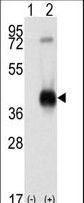 CAMK1 / CAMKI Antibody - Western blot of CAMK1 (arrow) using rabbit polyclonal CAMK1 Antibody. 293 cell lysates (2 ug/lane) either nontransfected (Lane 1) or transiently transfected with the CAMK1 gene (Lane 2) (Origene Technologies).
