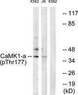 CAMK1 / CAMKI Antibody - Western blot analysis of extracts from K562 cells and Jurkat cells all treated with insulin (0.01U/ml, 15mins), using CaMK1-a (Phospho-Thr177) antibody.