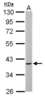 CAMK1D Antibody - Sample (50 ug of whole cell lysate). A: Mouse brain. 10% SDS PAGE. CAMK1D antibody diluted at 1:1000.