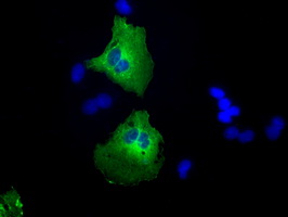 CAMK1D Antibody - Anti-CAMK1D mouse monoclonal antibody  immunofluorescent staining of COS7 cells transiently transfected by pCMV6-ENTRY CAMK1D.