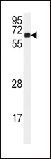 CAMK2A / CaMKII Alpha Antibody - Western blot of anti-CAMK2A Antibody (C-term E370) in 293 cell line lysates (35 ug/lane). CAMK2A(arrow) was detected using the purified antibody.