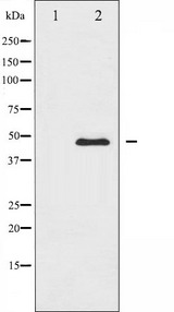 CAMK2A / CaMKII Alpha Antibody - Western blot analysis of CaMK2 alpha/delta expression in NIH-3T3 whole cells lysates. The lane on the left is treated with the antigen-specific peptide.