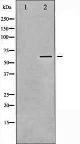 CAMK2A / CaMKII Alpha Antibody - Western blot analysis of CaMK2 alpha/beta/delta phosphorylation expression in NIH-3T3 whole cells lysates. The lane on the left is treated with the antigen-specific peptide.