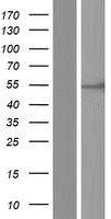 CAMK2B / CaMKII Beta Protein - Western validation with an anti-DDK antibody * L: Control HEK293 lysate R: Over-expression lysate