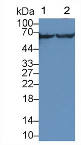 CAMK2G / CaMK II Gamma Antibody - Western Blot; Sample: Recombinant protein.