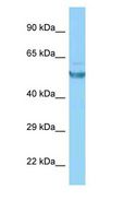 CAMK2G / CaMK II Gamma Antibody - CAMK2G / CAMK antibody Western Blot of THP-1.  This image was taken for the unconjugated form of this product. Other forms have not been tested.