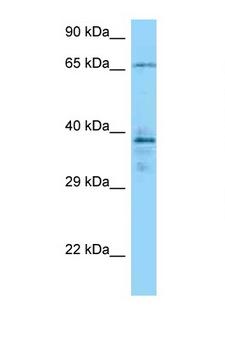 CAMK2G / CaMK II Gamma Antibody - CAMK2G antibody Western blot of 1 Cell lysate. Antibody concentration 1 ug/ml.  This image was taken for the unconjugated form of this product. Other forms have not been tested.