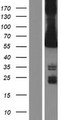 CAMK2G / CaMK II Gamma Protein - Western validation with an anti-DDK antibody * L: Control HEK293 lysate R: Over-expression lysate