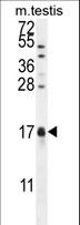 CAMK2N1 Antibody - CAMK2N1 Antibody western blot of mouse testis tissue lysates (35 ug/lane). The CaMK2N1 antibody detected the CaMK2N1 protein (arrow).