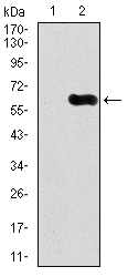 CAMK4 / CaMK IV Antibody - Western blot using CAMK4 monoclonal antibody against HEK293 (1) and CAMK4 (AA: 35-292)-hIgGFc transfected HEK293 (2) cell lysate.