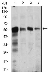CAMK4 / CaMK IV Antibody - Western blot using CAMK4 mouse monoclonal antibody against Jurkat (1), SK-N-SH (2), Raji (3), and HeLa (4) cell lysate.