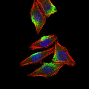 CAMK4 / CaMK IV Antibody - Immunofluorescence of HepG2 cells using CAMK4 mouse monoclonal antibody (green). Blue: DRAQ5 fluorescent DNA dye. Red: Actin filaments have been labeled with Alexa Fluor-555 phalloidin.
