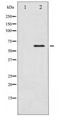 CAMK4 / CaMK IV Antibody - Western blot of CaMK4 expression in H2O2 treated K562 whole cell lysates,The lane on the left is treated with the antigen-specific peptide.